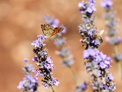 Bahçelerde lavanta turizmi