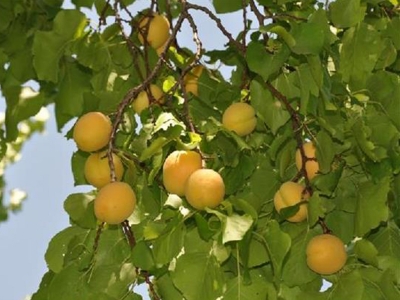 Iğdır’da ilk kayısı hasadı