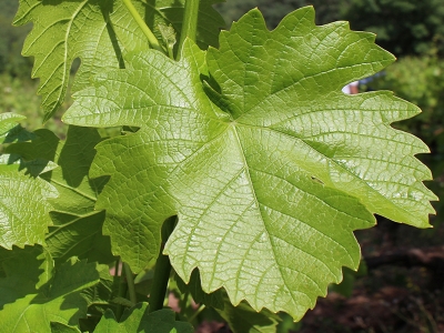 Yaprağı meyvesinden değerli