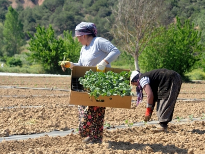 Tarımda istihdam arttı