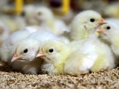 Kanatlı sektörü devlet desteğiyle canlandı