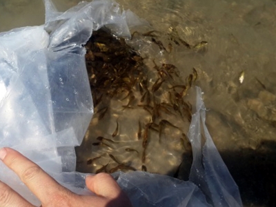 Bozkırın göletlerine 130 bin yavru balık