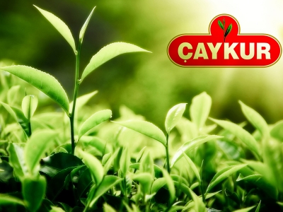 ÇAYKUR alımlara başlıyor