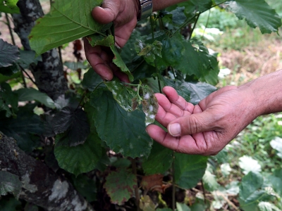 Fındık’ta küllemeye dikkat