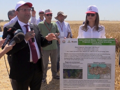 Yeni buğday çeşitleri görücüye çıktı