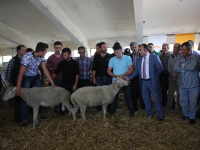 Bursalı yetiştiricilere damızlık koç dağıtıldı