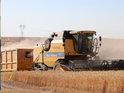 Buğday hasadı yüzlerini güldürdü
