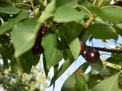 Avrupalı kozmetik firmalarının tercihi