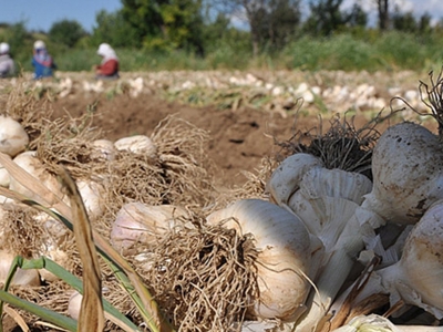 Sarımsak kokusu gelmeye başladı