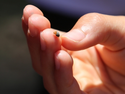 Narenciye bahçelerini onlar koruyor