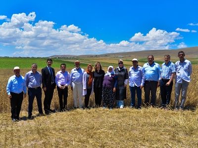 Şanlı buğdaya tarla günü