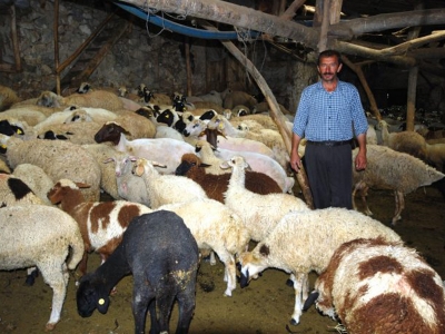 Koyunlara yayla bakımı