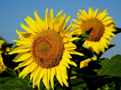 Ayçiçeği üreticisi yağıştan memnun