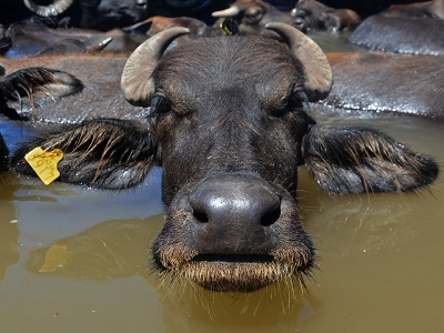 Derede serinliyorlar