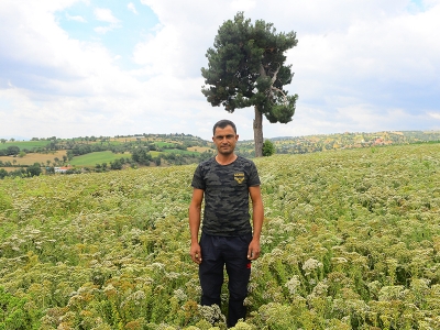 Kekik kokulu tarlalar umutları oldu
