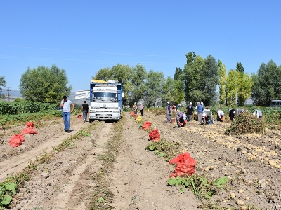 Yazlık patates hasadı başladı