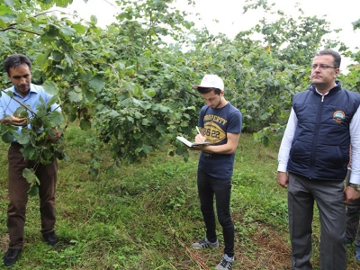 Fındık rekoltesi için saha çalışması başladı