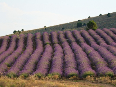Silivri'de 3. Lavanta Hasadı Şenliği