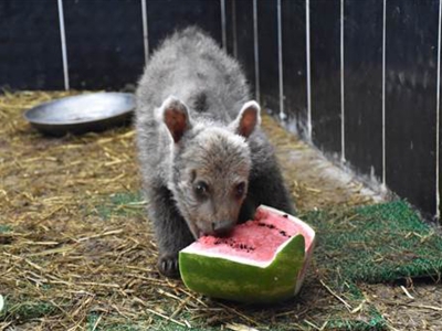 Yavru ayıların karpuz sefası
