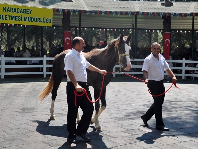 Safkan taylar görücüye çıktı