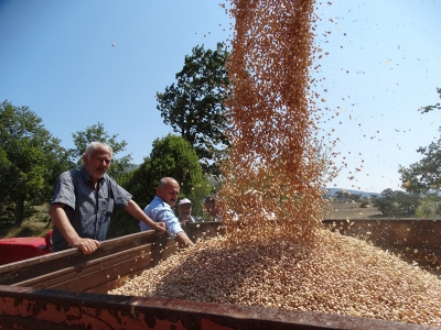 Çiftçi nohut veriminden memnun
