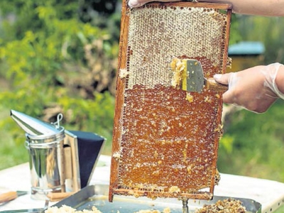 Ordu'dan Almanya'ya bal ihracatı