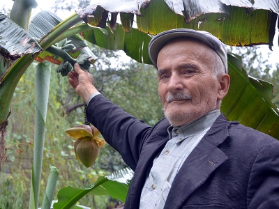 Fındık bahçesinde yetişen muz