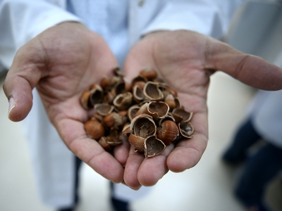 Fındık atıklarından kansere derman