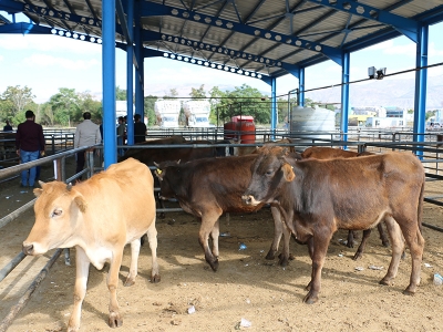 Erzincanlı genç çiftçilere büyükbaş hayvan dağıtıldı