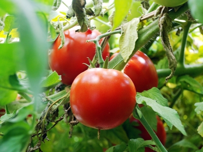 Domates hasadı başladı, üreticinin yüzü güldü
