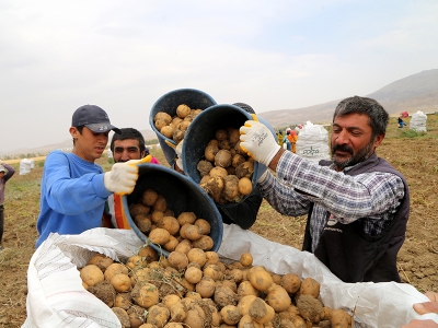 7 çeşit patates üretildi