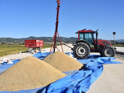 Boyabat’ta çeltik hasadı başladı