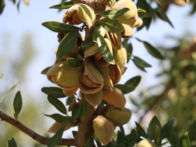 Adıyaman badem üretim merkezi olacak