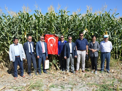 Bu mısır hem yerli hem de verimli ve kaliteli