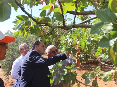 Burdur’da antepfıstığı hasadı başladı