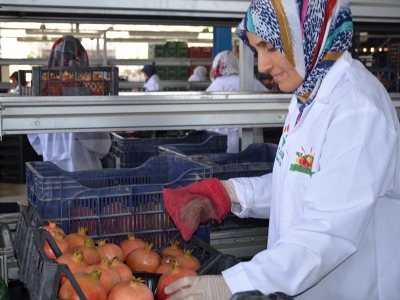 Denizli’den nar ihracatı