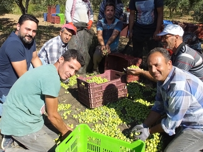 Musluklardan zeytinyağı aktı