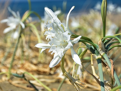 Kum zambakları Hatay sahillerini süslüyor