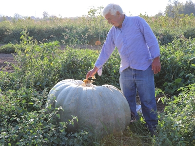 450 Kg’lık dev balkabağı Sakarya’da yetişti