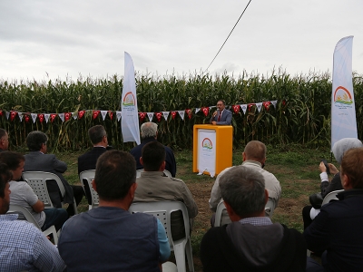 Karacabey’de yerli mısır çeşitleri tanıtıldı