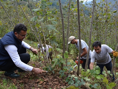 Fındıkta budama ve gübrelemeye dikkat