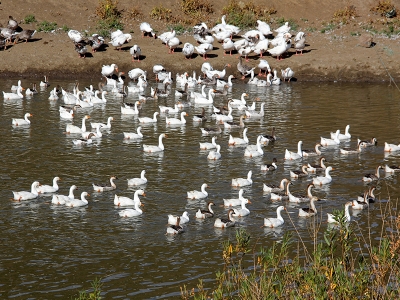 Kazlar kış mevsimine hazırlanıyor