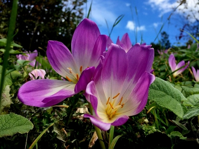 Doğal meteoroloji sistemi ‘vargit çiçekleri’ yaylaları süslüyor