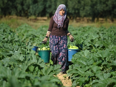 İznik’in kabakları Almanya’ya ihraç ediliyor