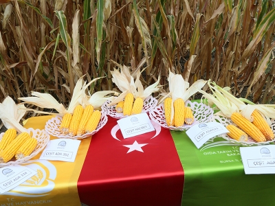 Yerli mısır tarla günleri sona erdi