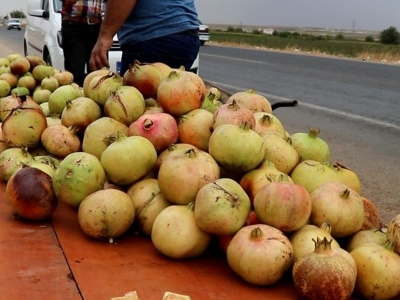 Suruç narının hasadı başladı