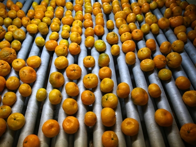 Adana'da narenciye hasadı yüz güldürüyor