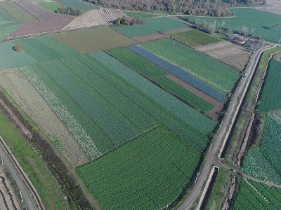 Mor ve beyaz lahana altın yılını yaşıyor