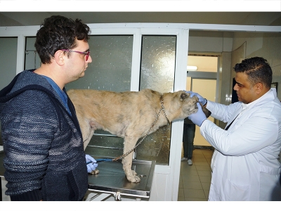 Hayvan sağlığında çığır açacak gelişme