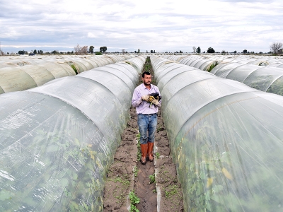 Sular altında kalan tarım alanlarında hasat